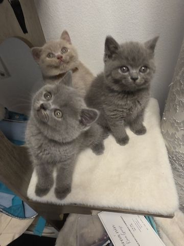 🐾 Wunderschöne Britisch Kurzhaar (BKH) Kitten suchen ein liebevolles Zuhause 🐾