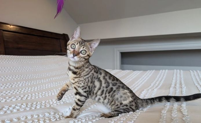 3 Bengal-Kätzchen