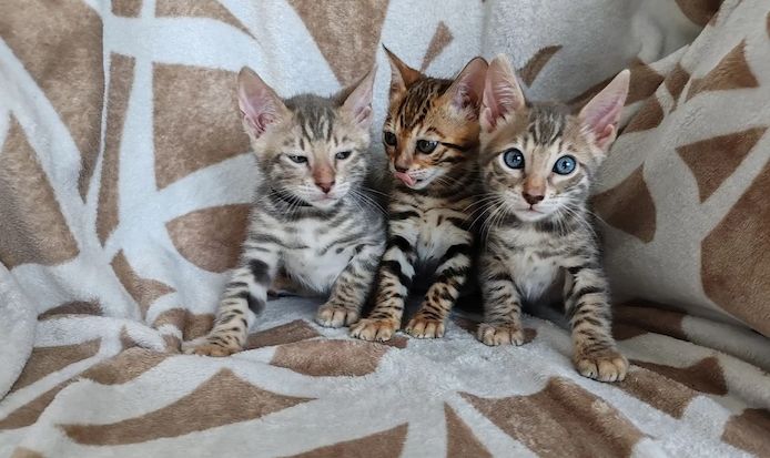 Bengal-Kätzchen