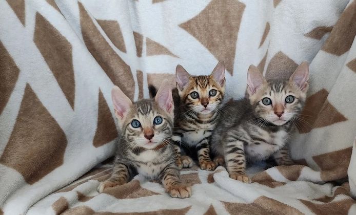 Wunderschöne Bengal-Kätzchen