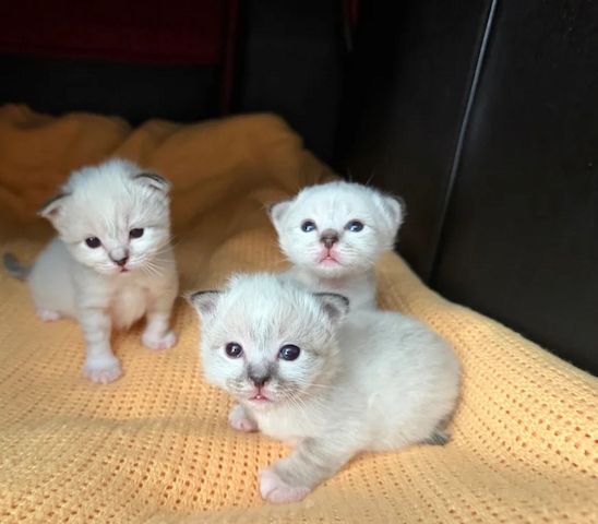Birmakatzen-Kätzchen
