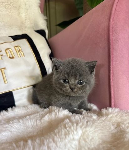 Britisch-Kurzhaar-Kätzchen zu verkaufen😻🥇🏆🐾