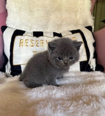 😻 Britisch-Kurzhaar-Kätzchen zu verkaufen 😻🥇🏆🐾