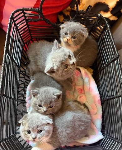 😻 Britisch-Kurzhaar-Kätzchen zu verkaufen 😻🥇🏆🐾