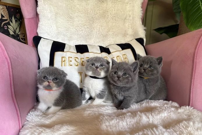😻 Britisch-Kurzhaar-Kätzchen zu verkaufen 😻🥇🏆🐾
