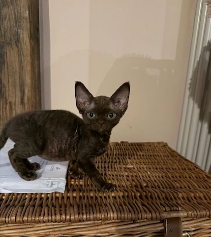 wunderschönen Devon-Rex-Kätzchen