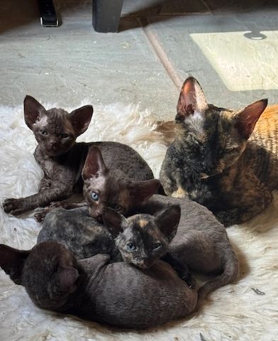 wunderschönen Devon-Rex-Kätzchen