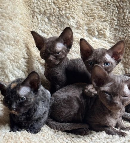 Devon-Rex-Kätzchen