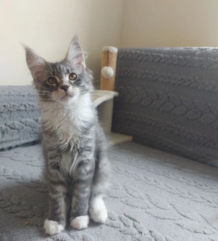 Vier wunderschöne Maine-Coon-Kätzchen