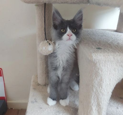 wunderschöne Maine-Coon-Kätzchen