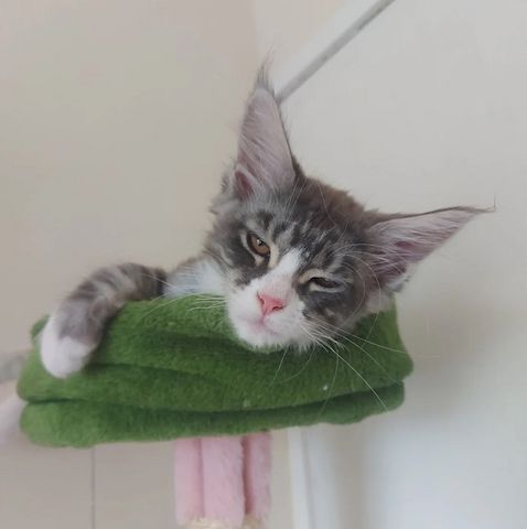 Vier wunderschöne Maine-Coon-Kätzchen – drei Kater und eine Kätzin –