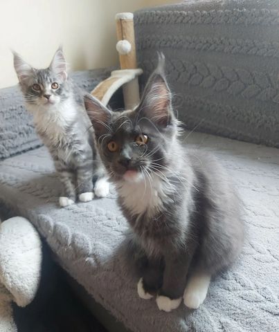 wunderschöne Maine-Coon-Kätzchen