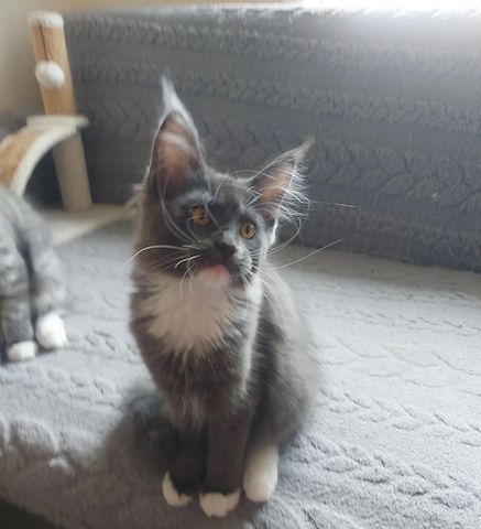 wunderschöne Maine-Coon-Kätzchen