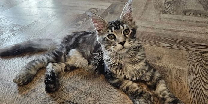 Vier wunderschöne Maine-Coon-Kätzchen