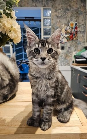 Vier wunderschöne Maine-Coon-Kätzchen