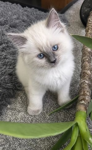 Ragdoll-Kätzchen