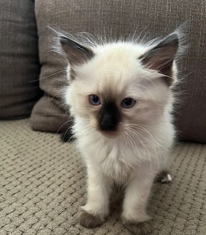 Ragdoll-Kätzchen