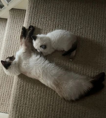 Ragdoll-Kätzchen