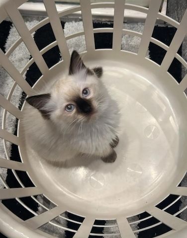 Ragdoll-Kätzchen zur Reservierung anbieten zu können.