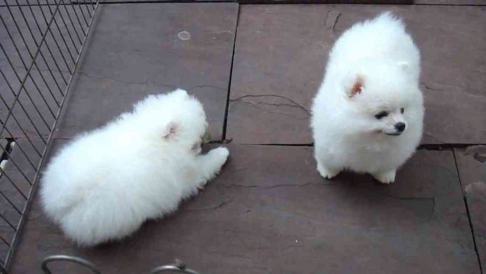 Pomeranian-Welpen zu verkaufen
