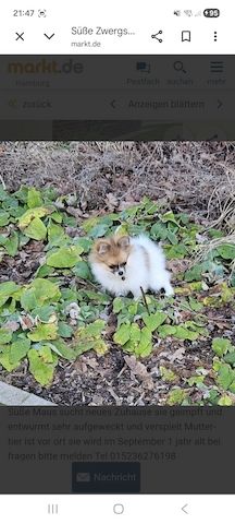 Pomeranian Hündin Tricolor