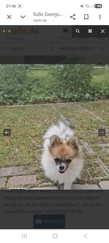 Pomeranian Hündin Tricolor