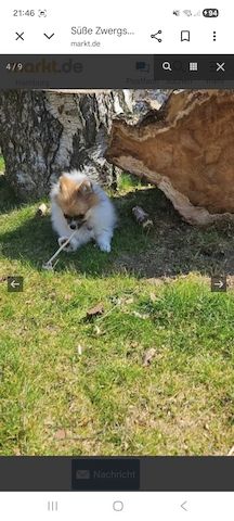 Pomeranian Hündin Tricolor