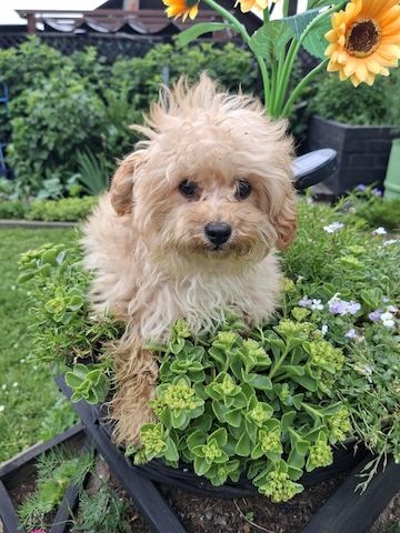 Wunderschöne F1-Maltipoo-Welpin sucht ihr Für-immer-Zuhause