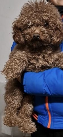 Wunderschöne F1-Maltipoo-Welpin sucht ihr Für-immer-Zuhause