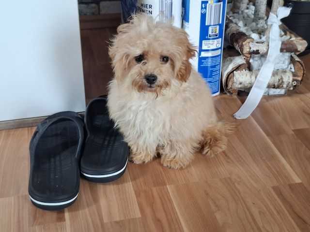 Wunderschöne F1-Maltipoo-Welpin sucht ihr Für-immer-Zuhause