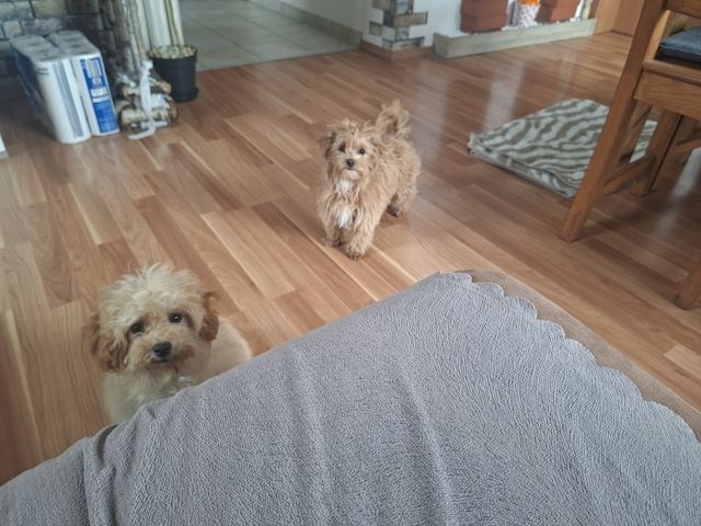 Wunderschöne F1-Maltipoo-Welpin sucht ihr Für-immer-Zuhause
