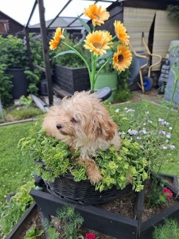 Wunderschöne F1-Maltipoo-Welpin sucht ihr Für-immer-Zuhause