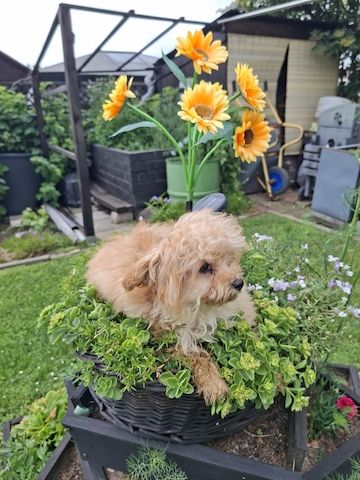 Wunderschöne F1-Maltipoo-Welpin sucht ihr Für-immer-Zuhause