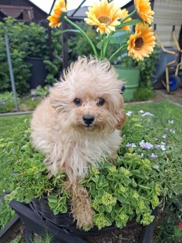Wunderschöne F1-Maltipoo-Welpin sucht ihr Für-immer-Zuhause