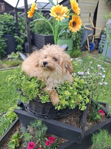 Wunderschöne F1-Maltipoo-Welpin sucht ihr Für-immer-Zuhause
