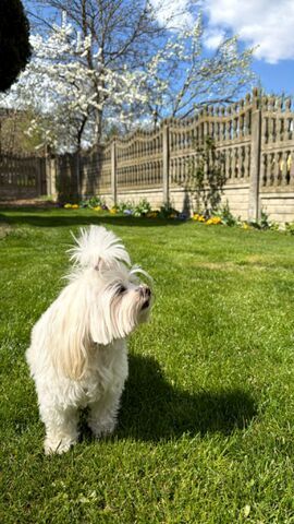 Wunderschöne F1-Maltipoo-Welpin sucht ihr Für-immer-Zuhause
