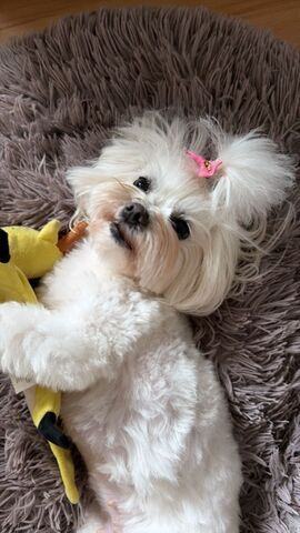 Wunderschöne F1-Maltipoo-Welpin sucht ihr Für-immer-Zuhause