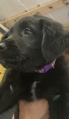 4 süße Labrador mix Welpen