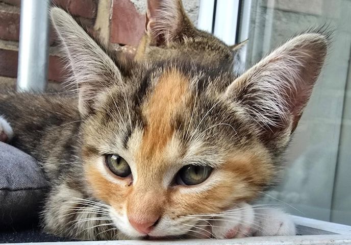 Wunderschöne Glückskatze (Weibchen) sucht dauerhaftes Zuhause
