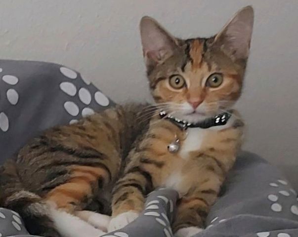 Wunderschöne Glückskatze (Weibchen) sucht dauerhaftes Zuhause