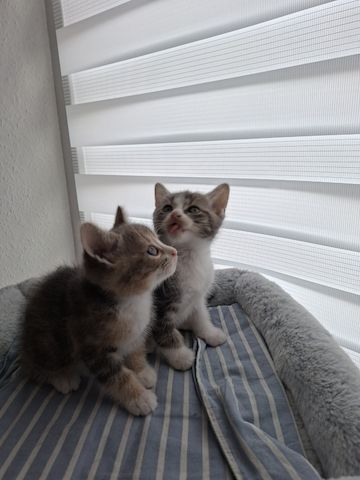 Süße Katzenbabys suchen ein liebevolles Zuhause!