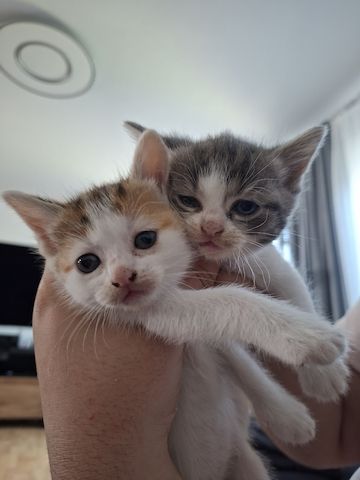 Süße Katzenbabys suchen ein liebevolles Zuhause!