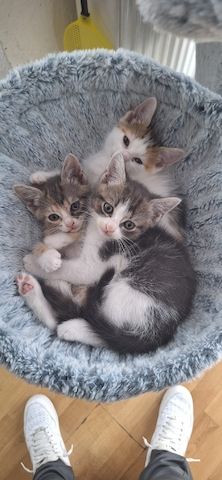 Süße Katzenbabys suchen ein liebevolles Zuhause!
