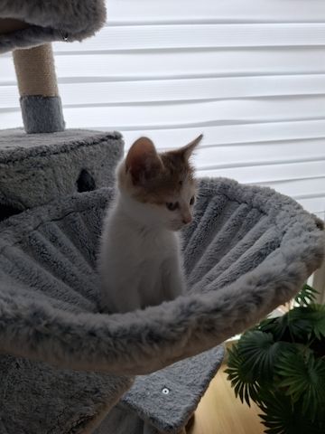 Süße Katzenbabys suchen ein liebevolles Zuhause!