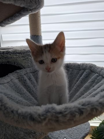 Süße Katzenbabys suchen ein liebevolles Zuhause!