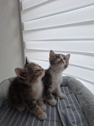 Süße Katzenbabys suchen ein liebevolles Zuhause!