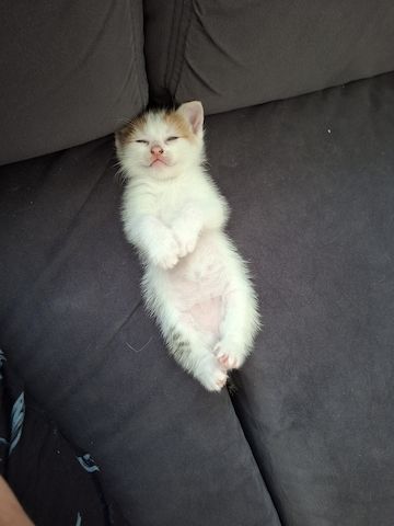 Süße Katzenbabys suchen ein liebevolles Zuhause!