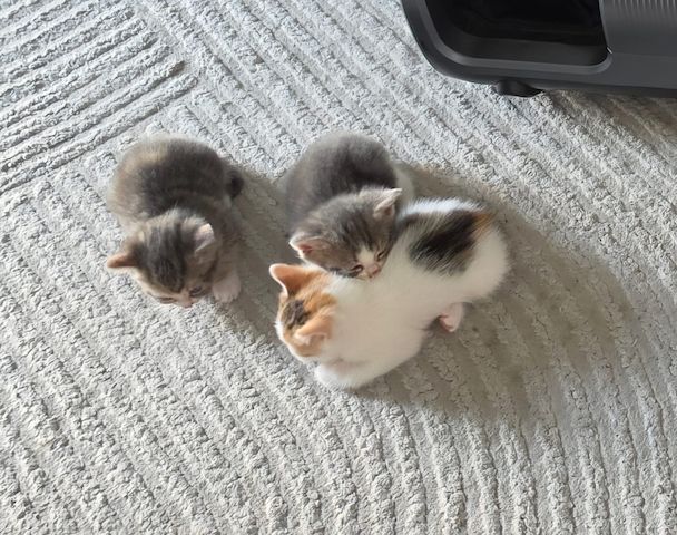 Süße Katzenbabys suchen ein liebevolles Zuhause!