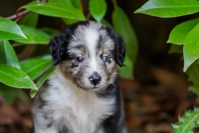 Zauberhafte Mini Australian Sheperds