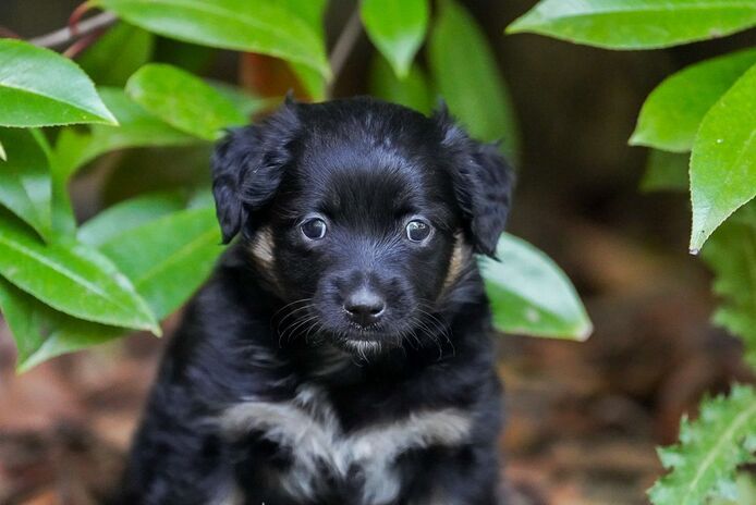 Zauberhafte Mini Australian Sheperds